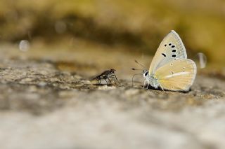 okgzl Attalos Mavisi (Polyommatus schuriani attalaensis)