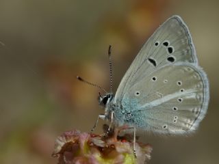 okgzl Kandl Mavisi (Polyommatus kanduli)