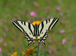 Kaplan K�rlang��kuyruk&nbsp;(Papilio&nbsp;alexanor)