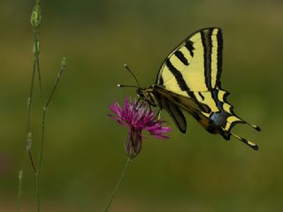 Kaplan Krlangkuyruk (Papilio alexanor)