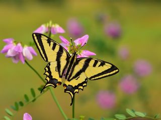 Kaplan Krlangkuyruk (Papilio alexanor)