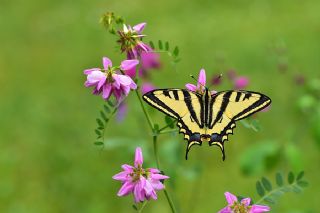 Kaplan Krlangkuyruk (Papilio alexanor)