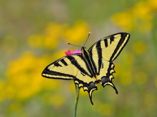 Kaplan Krlangkuyruk (Papilio alexanor)