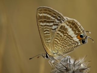 Lampides (Lampides boeticus)