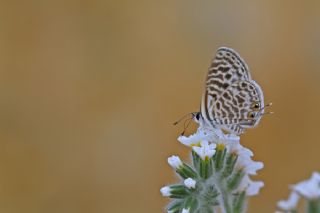 Mavi Zebra (Leptotes pirithous)