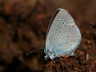 Minik Kupid (Cupido minimus)