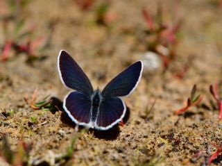 Minik Kupid (Cupido minimus)