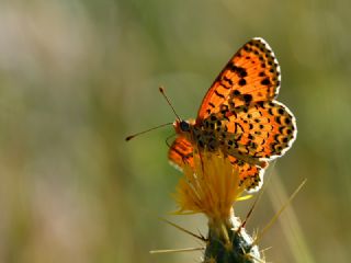 Farsl parhan (Melitaea gina)