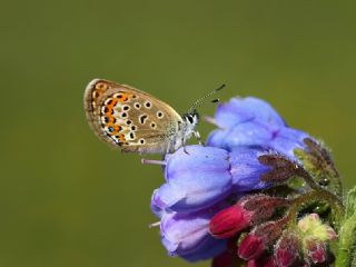 Gm Lekeli Esmergz (Plebejus argus)