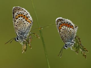 Gm Lekeli Esmergz (Plebejus argus)