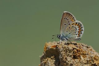 das Mavisi, Esmergz (Plebejus idas)