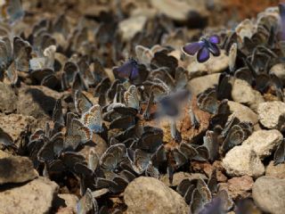 Gm Lekeli Esmergz (Plebejus argus)