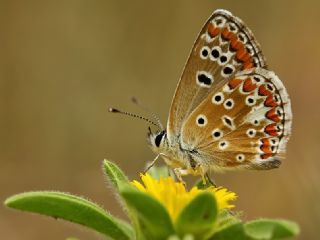 okgzl Esmer (Aricia agestis)