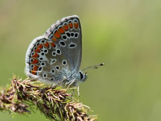 okgzl Esmer (Aricia agestis)