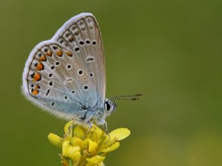 okgzl Mavi (Polyommatus icarus)