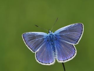 okgzl Mavi (Polyommatus icarus)