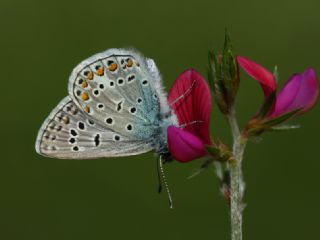 okgzl Mavi (Polyommatus icarus)