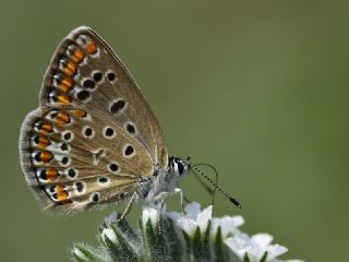 okgzl Mavi (Polyommatus icarus)