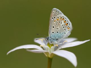 okgzl Mavi (Polyommatus icarus)