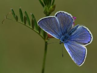 okgzl Mavi (Polyommatus icarus)