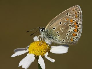 okgzl Mavi (Polyommatus icarus)
