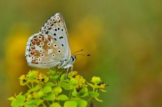 okgzl illimavi (Polyommatus coridon)