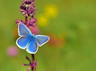 okgzl Turkuvaz Mavisi (Polyommatus dorylas)