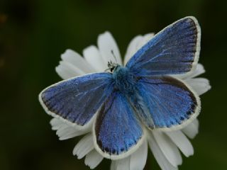 okgzl Turkuvaz Mavisi (Polyommatus dorylas)