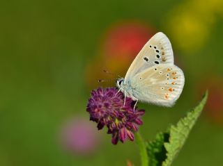 okgzl Turkuvaz Mavisi (Polyommatus dorylas)