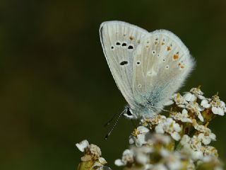 okgzl Turkuvaz Mavisi (Polyommatus dorylas)