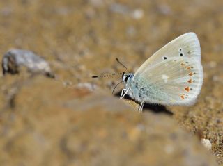 okgzl Turkuvaz Mavisi (Polyommatus dorylas)