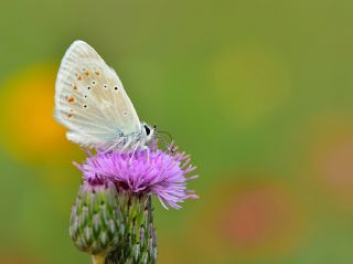 okgzl Turkuvaz Mavisi (Polyommatus dorylas)