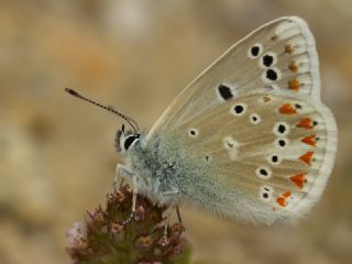 okgzl Turkuvaz Mavisi (Polyommatus dorylas)