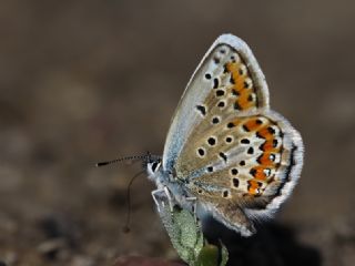 das Mavisi, Esmergz (Plebejus idas)
