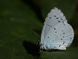 Kutsal Mavi (Celastrina argiolus)