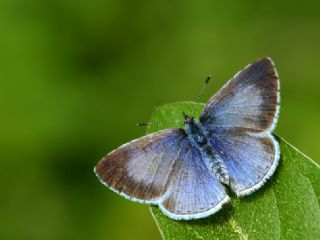 Kutsal Mavi (Celastrina argiolus)