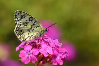 Anadolu Melikesi (Melanargia larissa)