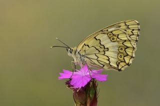 Anadolu Melikesi (Melanargia larissa)