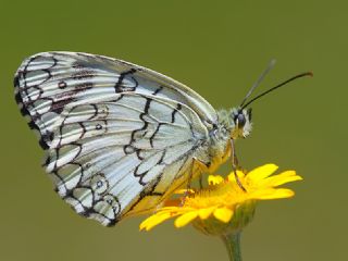 Anadolu Melikesi (Melanargia larissa)