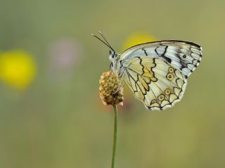 Anadolu Melikesi (Melanargia larissa)