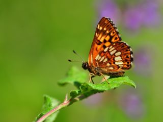 ncili Kelebek (Hamearis lucina)