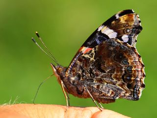 Atalanta (Vanessa atalanta)