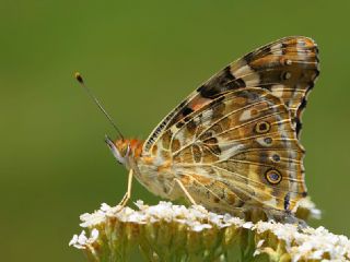 Diken Kelebei (Vanessa cardui)