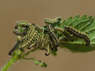 Aglais (Aglais urticae)