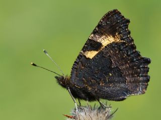 Aglais (Aglais urticae)