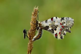 Orman Fistosu (Allancastria  cerisyi)