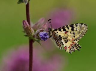 Orman Fistosu (Allancastria  cerisyi)