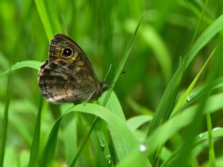 Esmerboncuk (Lasiommata maera)