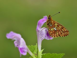 Beyaz nci (Clossiana euphrosyne)