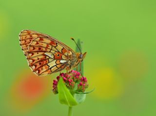 Beyaz nci (Clossiana euphrosyne)